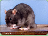rat control Kettering
