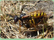 wasp control Kettering